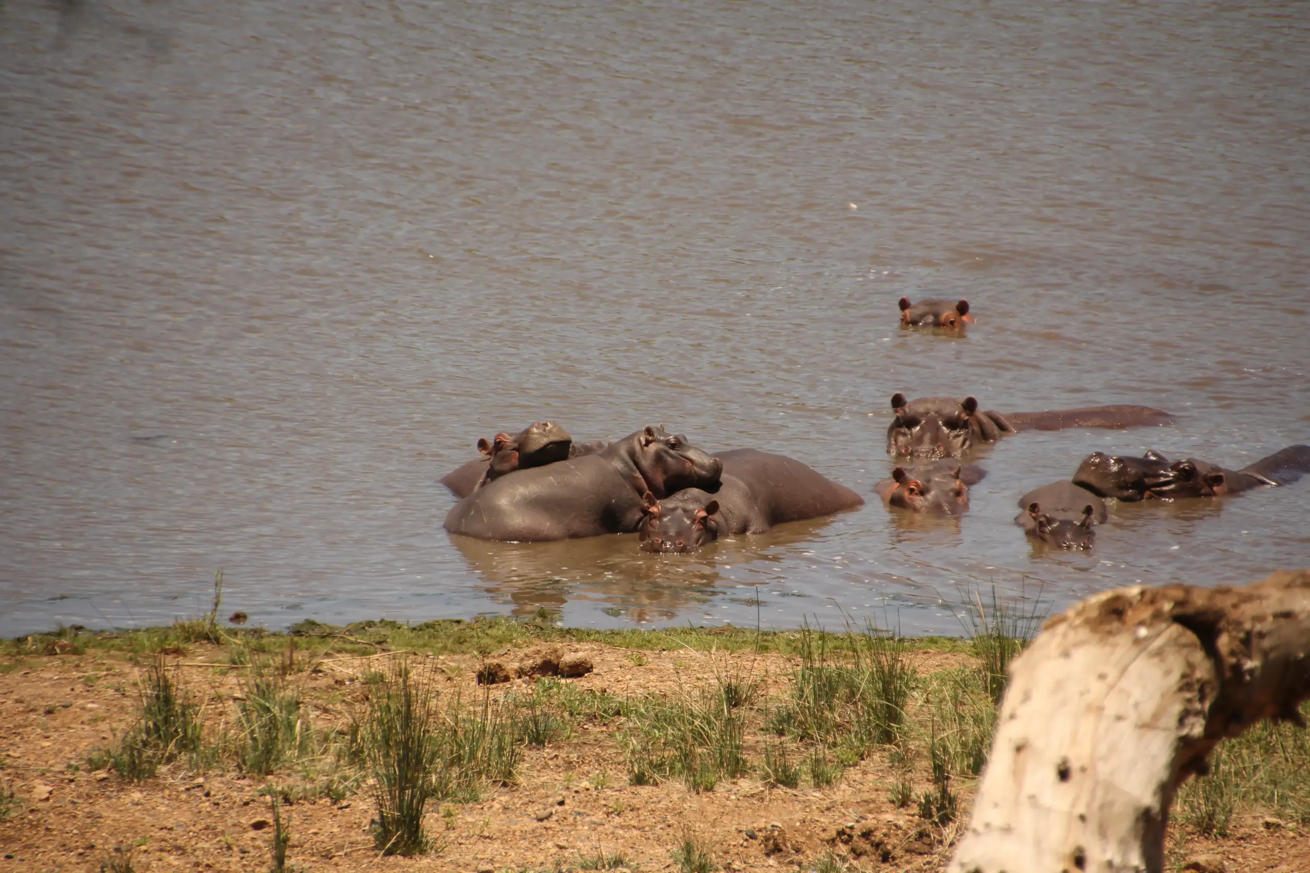 Hipopótamos descansando en el agua en el Kruger National Park durante un safari en el sur de África