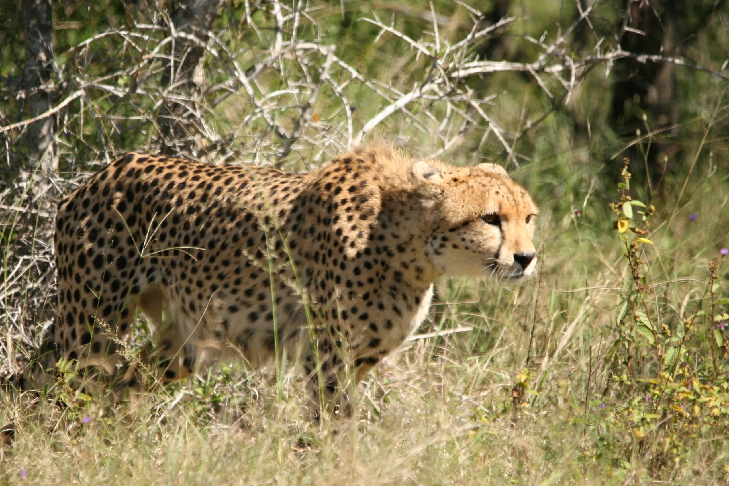 Qué llevar a un safari en el Kruger National Park desde Maputo