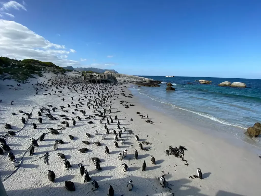 Pingüinos africanos en Boulders Beach, cerca de Ciudad del Cabo