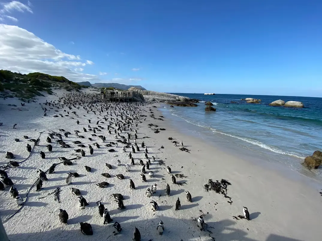 Pingüinos africanos en Boulders Beach, cerca de Ciudad del Cabo